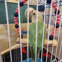 طوطی برزیلی