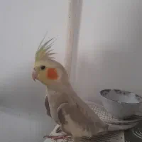 عروس هلندی