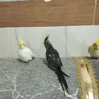 جوجه عروس چلوندنی|پرنده|زهک, |دیوار