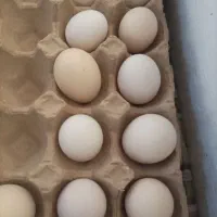 تخم مرغ نطفه دار گلین اصیل