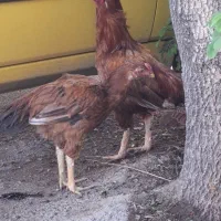 فروش لاری خروس
