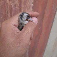 سهره ماده|پرنده|تهران, مشیریه|دیوار