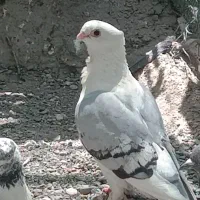 کفتر