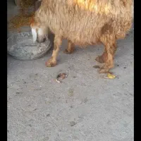 میش و بره نر شیر خور