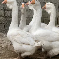 غاز خالماگور اصیل|حیوانات مزرعه|قائمشهر, |دیوار