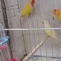 سلام کوتوله ماده دونه ۷۰۰|پرنده|خمینیشهر, |دیوار