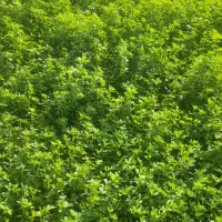 یونجه ساقه ریز گوسفندی|لوازم جانبی حیوانات|حمیل, |دیوار