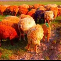 آغازفروش ویژژه قربان*گوسفند گوشتی زنده آف۲۰٪