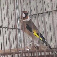 سهره مست|پرنده|شهر ری, امین آباد|دیوار