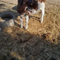 گوساله ماده|حیوانات مزرعه|رودبار (کرمان), |دیوار