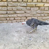 جوجه و خروس لاری ومرغ لاری|حیوانات مزرعه|تبریز, |دیوار