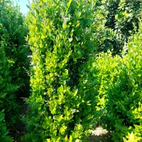 یاس هلندی زمینی