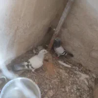 فروش یک جفت کبوتر شامی قدیمی