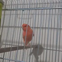 معاوضه قناری رد فاکتور اصلی با سهره رام مست