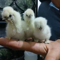 برهما ابریشمی