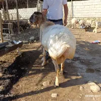 قوچ داشتی|حیوانات مزرعه|کوه چنار, |دیوار