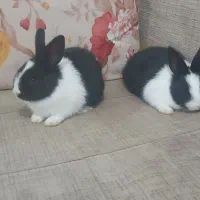 خرگوش سیاه سفید خوشگل بازیگوش