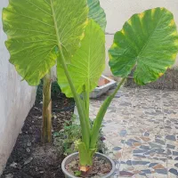 گل بابا آدم ۴ عدد|گل و گیاه طبیعی|قائمشهر, |دیوار