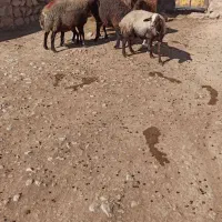 میش بره|حیوانات مزرعه|کوهدشت, |دیوار