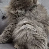 فروش گربه پرشین