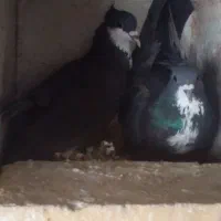 جفت رسمی کلایی