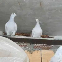 ۲عددنر پاکستانی روشن گردن کلفت|پرنده|تربت‌حیدریه, ۴۵ متری|دیوار