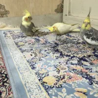 پرنده زینتی عروس|پرنده|مشکین‌دشت, |دیوار