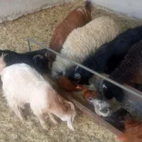 بز بزغاله 11راس|حیوانات مزرعه|پیشوا, |دیوار