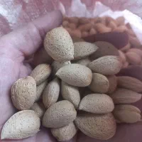 بادام سنگی تلخ امسالی