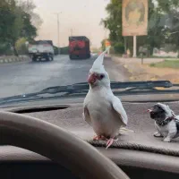 عروس هلندی البینو|پرنده|شوش, |دیوار