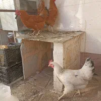 مرغ محلی تخم گذار|حیوانات مزرعه|سبزوار, زینبیه|دیوار