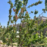 خانه باغ در روستای گلزار(قریه العرب) کرمان