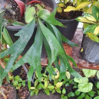 گلهای آپارتمانی مناسب سخت پسندان|گل و گیاه طبیعی|مشکین‌دشت, |دیوار