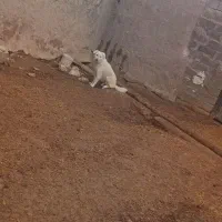 سگ نگهبان ماده|سگ|خرم‌آباد, |دیوار