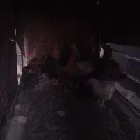 مرغ خروس|حیوانات مزرعه|باخزر, |دیوار