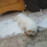 سگ ماده شیتزو