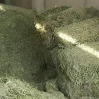 کاه و یونجه خردشده|لوازم جانبی حیوانات|زیویه, |دیوار