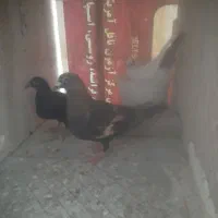 باسلام ۵جفت کبوتر همه ذات دار