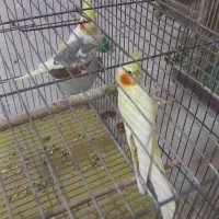 فروش دوعدد عروس هلندی