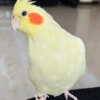 گمشده عروس هلندی