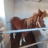 اسب|اسب و تجهیزات اسب‌سواری|مشهد, کلاته برفی|دیوار