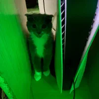 دو دسته اورجینالPs5fat