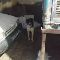 سگ گله|سگ|تربت جام, معدآباد|دیوار