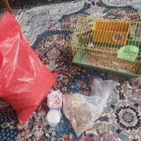 همستر ماده همراه با قفس|موش و خرگوش|فردیس, سرحدی|دیوار