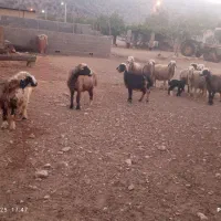 میش|حیوانات مزرعه|میمند, |دیوار