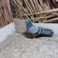 ستا کبوتر|پرنده|فهرج, |دیوار