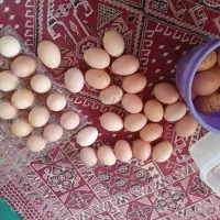 فروش تخم مرغ محلی نطفه دار