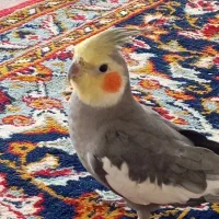 پرنده