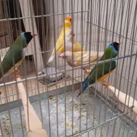 فنچ گلدین|پرنده|کرج, شهرک اوج|دیوار