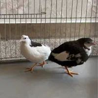 بلدرچین مینیاتوری نر و ماده